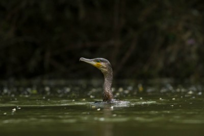 cormorano